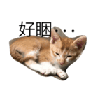 cut cat Nemomomo（個別スタンプ：3）