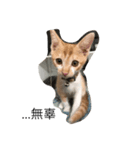 cut cat Nemomomo（個別スタンプ：4）