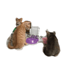 cut cat Nemomomo（個別スタンプ：5）