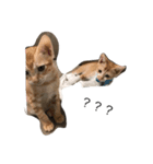 cut cat Nemomomo（個別スタンプ：6）
