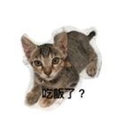 cut cat Nemomomo（個別スタンプ：7）