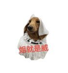 Dachshund cute（個別スタンプ：1）