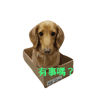 Dachshund cute（個別スタンプ：2）
