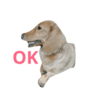 Dachshund cute（個別スタンプ：3）