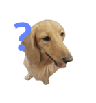 Dachshund cute（個別スタンプ：7）
