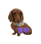 Dachshund cute（個別スタンプ：8）