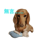 Dachshund cute（個別スタンプ：10）