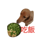 Dachshund cute（個別スタンプ：11）