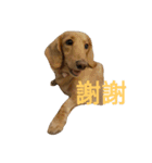 Dachshund cute（個別スタンプ：12）