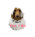 Dachshund cute（個別スタンプ：14）