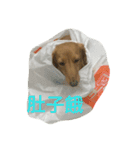 Dachshund cute（個別スタンプ：15）