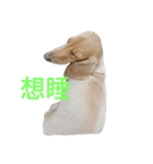 Dachshund cute（個別スタンプ：16）