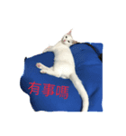 hip pop cat（個別スタンプ：1）