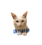 hip pop cat（個別スタンプ：3）