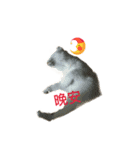 hip pop cat（個別スタンプ：4）