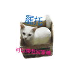 hip pop cat（個別スタンプ：5）