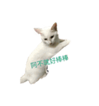 hip pop cat（個別スタンプ：6）