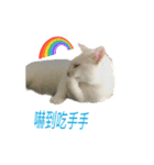 hip pop cat（個別スタンプ：8）