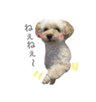 トイプードルのcocoちゃん♡（個別スタンプ：16）