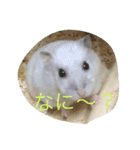 ハムスターの大福ちゃん（個別スタンプ：6）