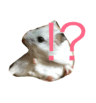 ハムスターの大福ちゃん（個別スタンプ：7）