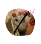 ハムスターの大福ちゃん（個別スタンプ：11）