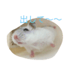 ハムスターの大福ちゃん（個別スタンプ：12）