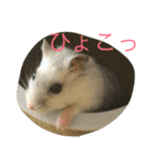 ハムスターの大福ちゃん（個別スタンプ：13）