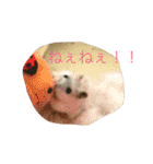 ハムスターの大福ちゃん（個別スタンプ：16）
