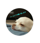 hall,my dog（個別スタンプ：1）