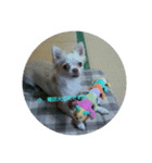 hall,my dog（個別スタンプ：4）