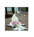 hall,my dog（個別スタンプ：5）