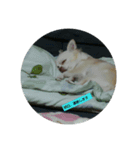 hall,my dog（個別スタンプ：6）