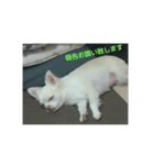 hall,my dog（個別スタンプ：8）