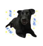 buddy dailyy（個別スタンプ：1）