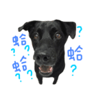 buddy dailyy（個別スタンプ：3）