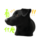 buddy dailyy（個別スタンプ：4）