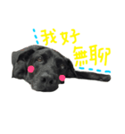 buddy dailyy（個別スタンプ：5）