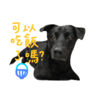 buddy dailyy（個別スタンプ：12）