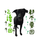 buddy dailyy（個別スタンプ：15）