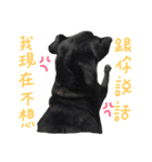 buddy dailyy（個別スタンプ：16）