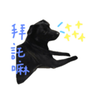 buddy dailyy（個別スタンプ：17）