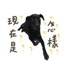buddy dailyy（個別スタンプ：20）