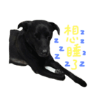 buddy dailyy（個別スタンプ：21）