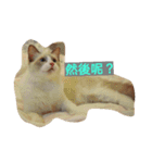 Reza the Cat  (Chinese Version)（個別スタンプ：5）