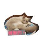 Reza the Cat  (Chinese Version)（個別スタンプ：13）