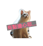 Reza the Cat  (Chinese Version)（個別スタンプ：14）