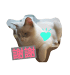 Reza the Cat  (Chinese Version)（個別スタンプ：15）