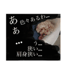 わんこのボヤキ（個別スタンプ：3）