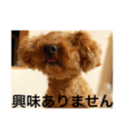 わんこのボヤキ（個別スタンプ：5）